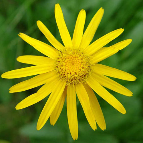 The plant that Arnica is derived from