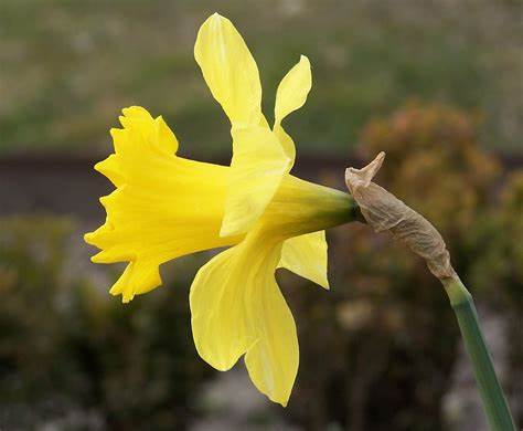 The Daffodil symbolizes Cancer awareness